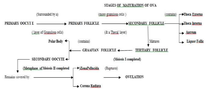 stage of mayutration